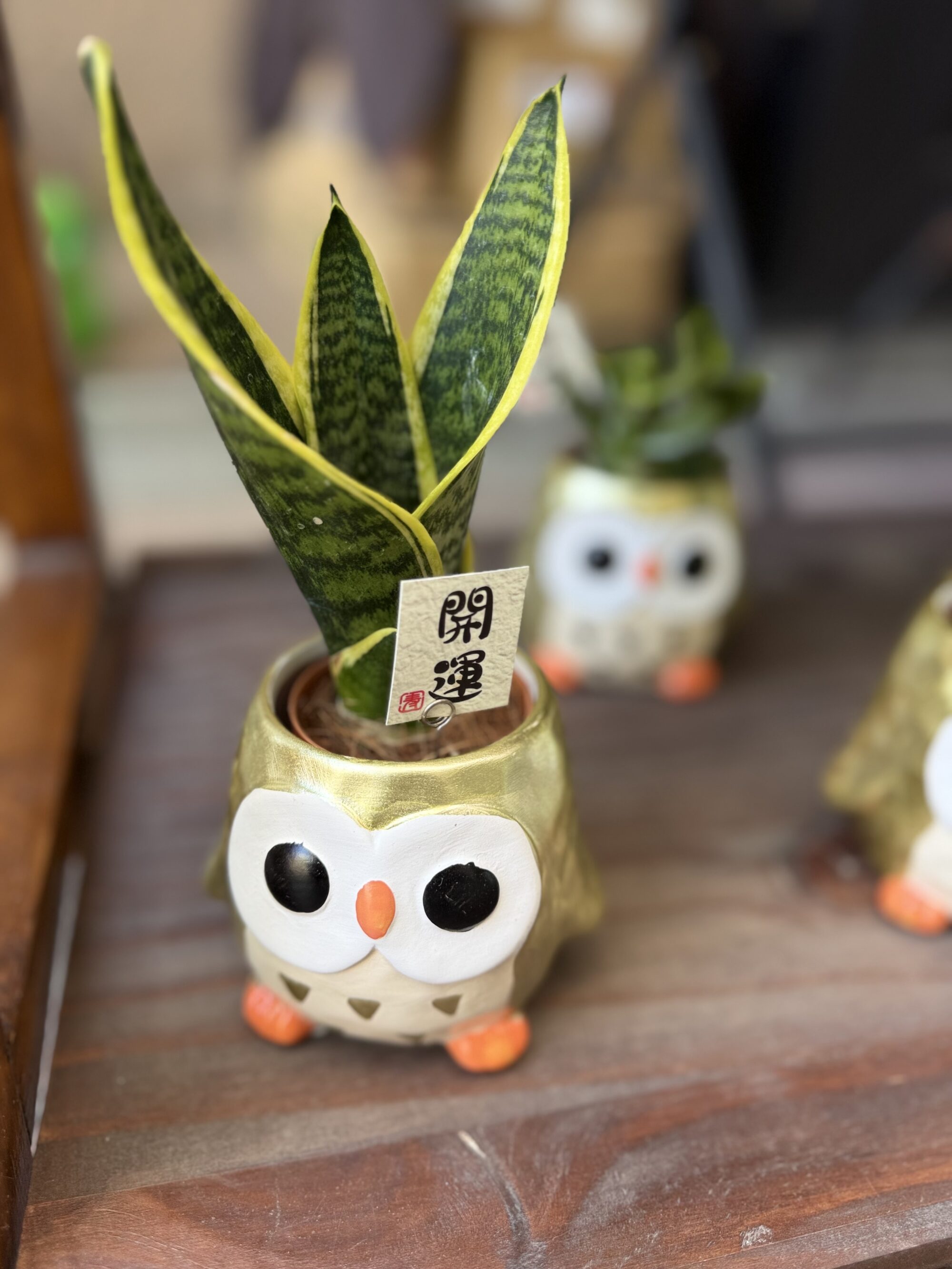 敬老👴🏻👵🏻の日に「ずっと楽しめる緑」を。 〜　小さなグリーン、集めました🌿