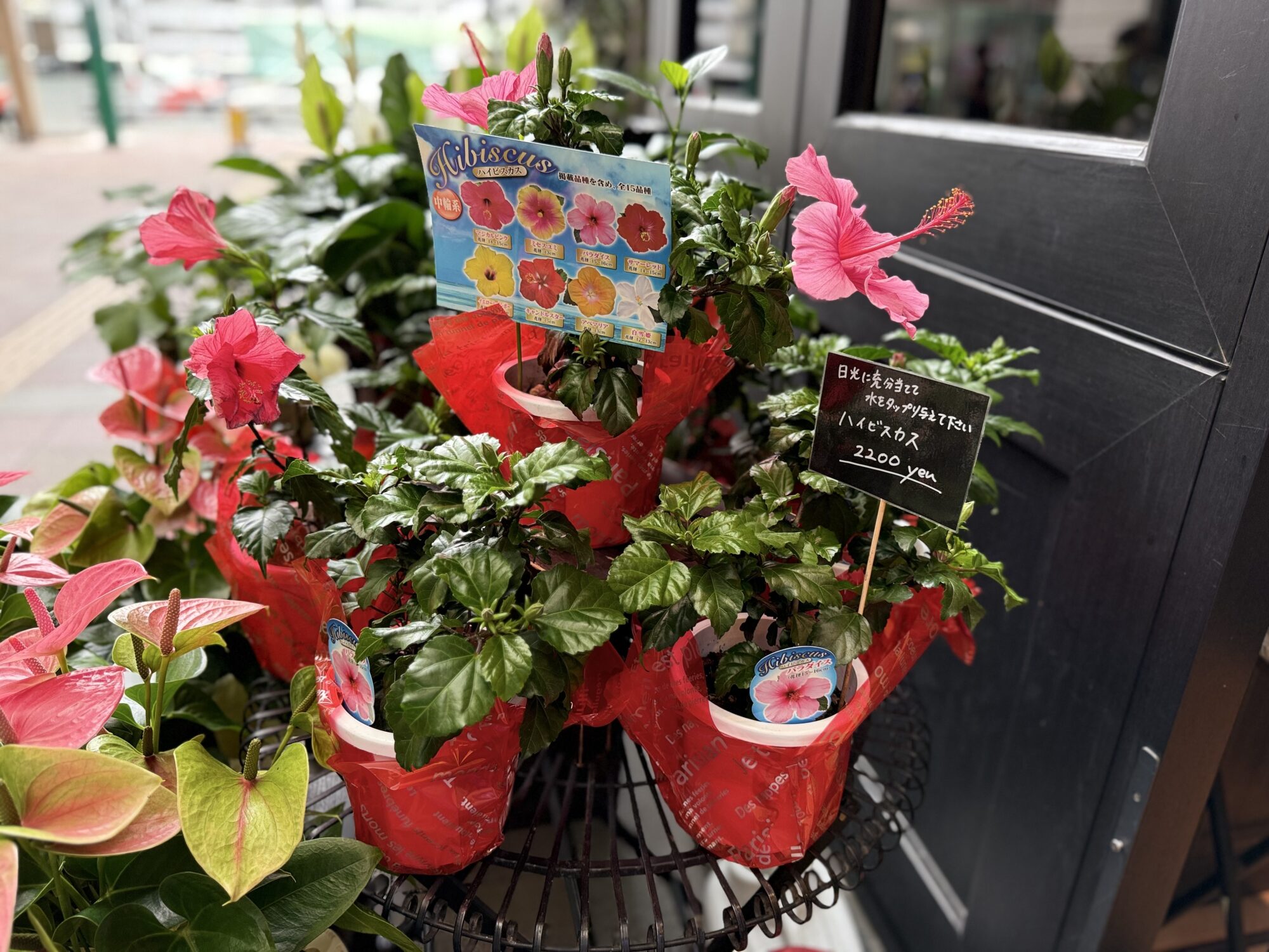 🌿初夏に彩りを添える鉢物たち ～定番からちょっと珍しいひと鉢まで～